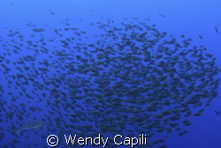 Schooling orangespine unicorfish (only happens once a yea... by Wendy Capili 